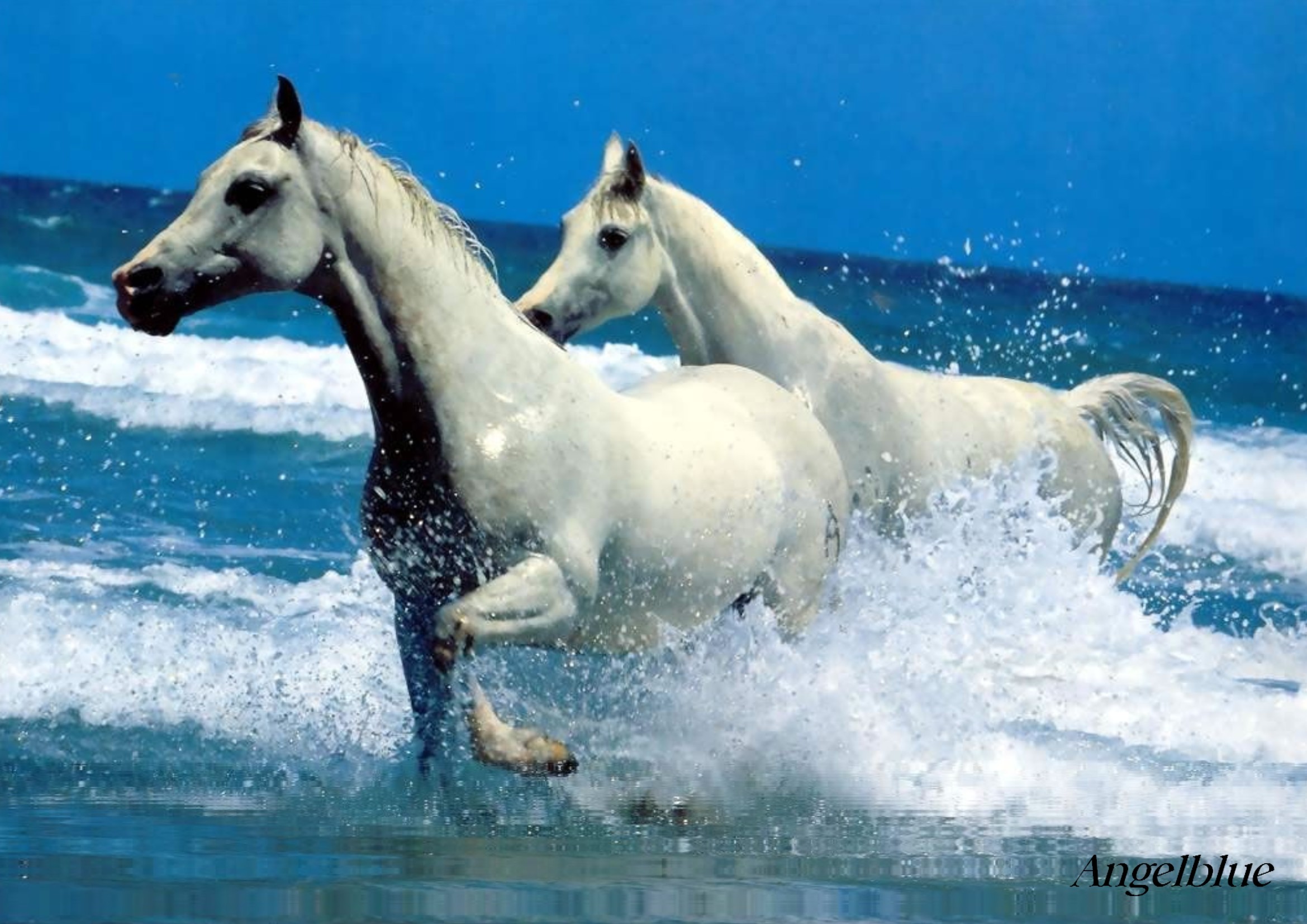 rencontre camargue